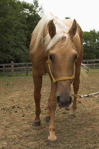 hrátky na v ohradě (fotila Renča)