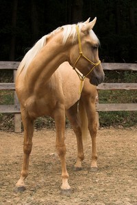 hrátky na v ohradě (fotila Renča)