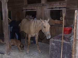 tr�pen� chud��k� koni�k�