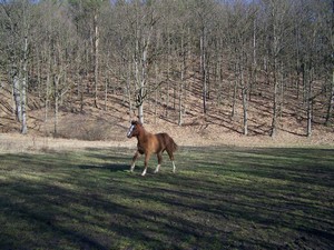 Ind�ku, hon���m! (03.02.2008)