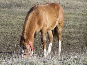 Volnost a pastva. (03.02.2008)