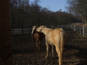 "Sonny, pojd si hrát!" (10.02.2008)