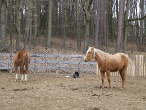 Indík a Sonny ve výběhu (17.02.2008)