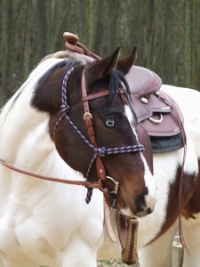 Nová spolubydlící 4 letá PH Shiny (17.02.2008)