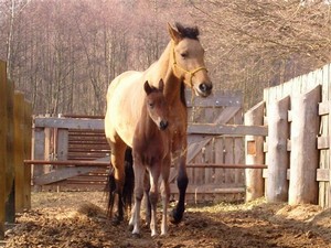 Máme na ranči nového kámoše Montyho! (13.02.2008)