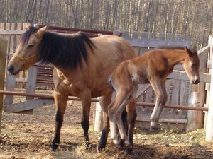 Máma Sheila už nás přestala napínat. (13.02.2008)