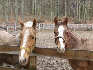 Sony a Ind�k (2.3.2008)