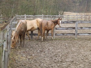 �pind�rov� (2.3.2008)