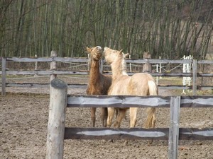 h�eb�� hr�tky (2.3.2008)