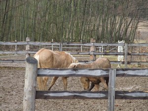 h�eb�� hr�tky (2.3.2008)