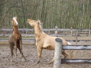 h�eb�� hr�tky (2.3.2008)