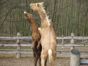 h�eb�� hr�tky (2.3.2008)