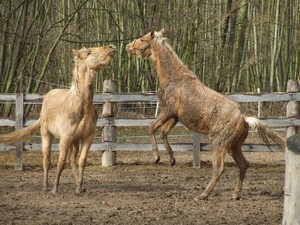 h�eb�� hr�tky (2.3.2008)