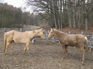 h�eb�� hr�tky (2.3.2008)