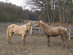 h�eb�� hr�tky (2.3.2008)