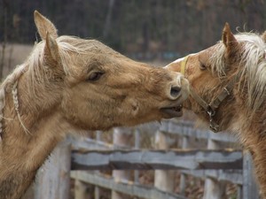 h�eb�� hr�tky (2.3.2008)