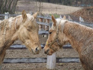 h�eb�� hr�tky (2.3.2008)