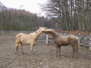 h�eb�� hr�tky (2.3.2008)