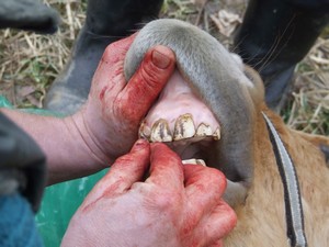 P�i kastrac� doktor vytrhl rovnou i zka�en� ml��n� zub (4.3.2008)