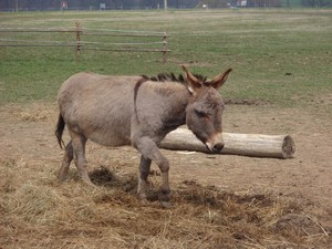 Nov� kamo� z v�b�hu Mat�sek (20.04.2008)