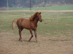 dal�� kamar�d. 10. m�s��n� Bobe� (hucul x arab) (20.04.2008)