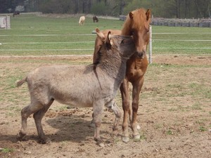 a jest� k�mo�i spolu (20.04.2008)