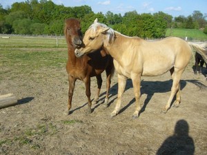 otravuje Bob�ka (12.05.2008)