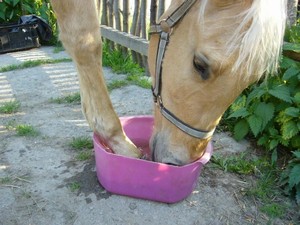 "Co mi to tam dav�te?" (12.05.2008)