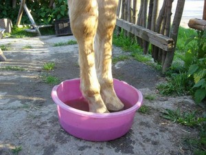 "...tak j� v�m v tom teda budu st�t..." (12.05.2008)