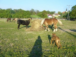 kamo�ka si u�iv� bal�ku (12.05.2008)