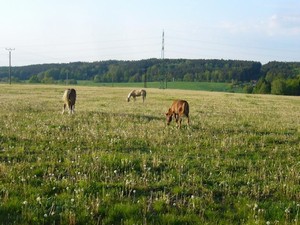 s kamar�dy na pastv� (12.05.2008)