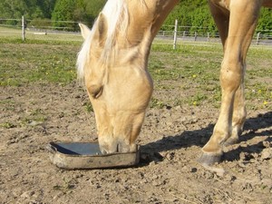 vitam�nky (12.05.2008)