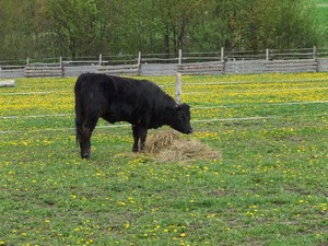 na pastvin� je nov� kamar�dka (01.05.2008)