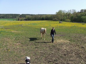 uloven� z pastviny (02.05.2008)