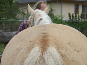 prdelka (02.05.2008)