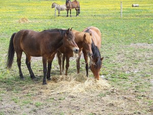 zleva Standa, Bobe� a Linda (02.05.2008)