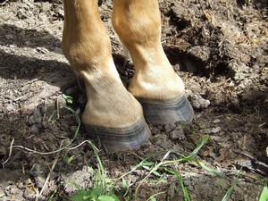 Kop�tka viditeln� rostou.