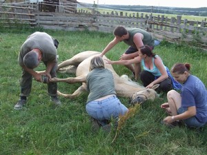 Jak se d� taky strouhat k��. P�ipom�n�m, �e k�� le�el dobrovln� a bez podp�rn�ch prost�edk�.