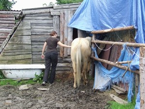zaparkovan� Denny krade seno