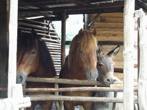 kluci koukaji na novou ...