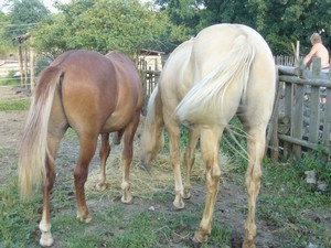 s kamar�dem ro�n�m Bob�em