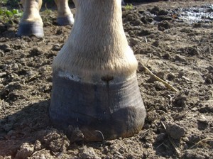 D�rka z�ejm� po abscesu.