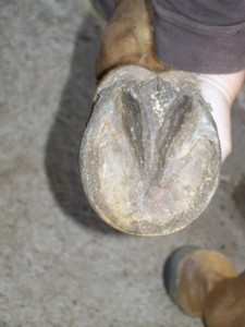 Lev� p�edn� ( 03.10.2007 )