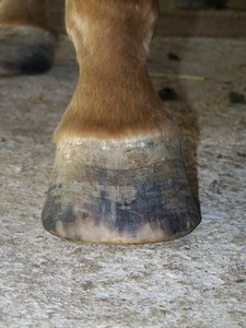 Lev� p�edn� ( 03.10.2007 )