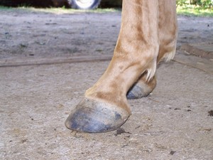 Lev� p�edn� ( 03.10.2007 )