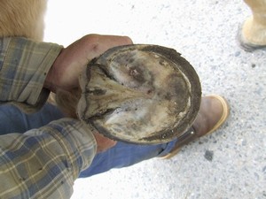 po vystrouh�n� od Stanislava Blechy (02.05.2008)