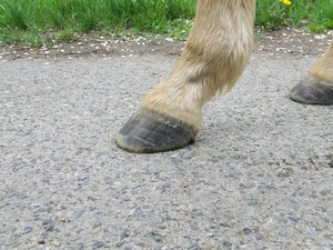 po vystrouh�n� od Stanislava Blechy (02.05.2008)