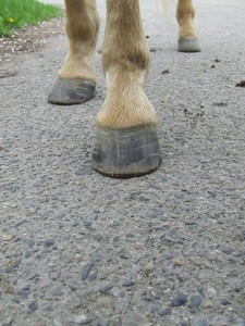 po vystrouh�n� od Stanislava Blechy (02.05.2008)