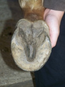 Lev� zadn� ( 03.10.2007 )