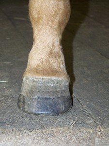 Lev� zadn� ( 03.10.2007 )